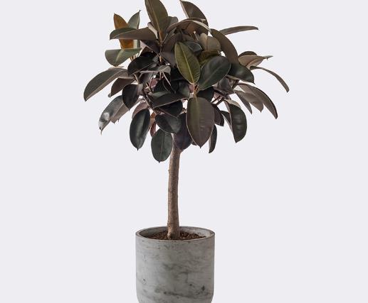 橡皮樹怎樣生根?橡皮樹有毒嗎