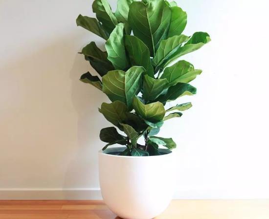 盆栽大琴葉榕沒葉能活嗎?琴葉榕盆景怎么澆水