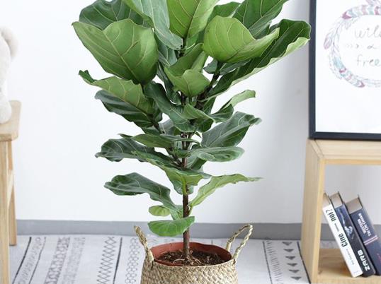 琴葉榕可以使用硫酸亞鐵嗎?琴葉榕就一片葉子水培能發(fā)芽嗎