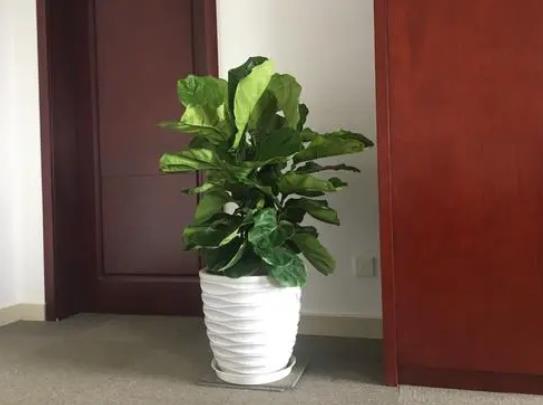 盆栽大琴葉榕沒葉能活嗎?琴葉榕盆景怎么澆水