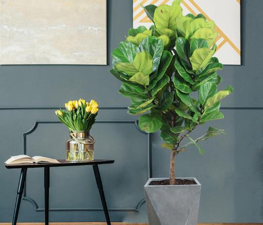 琴葉榕的芽尖干枯怎么補救?琴葉榕配什么花盆好看