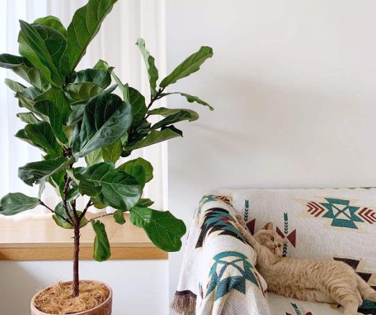 琴葉榕的芽尖干枯怎么補救?琴葉榕配什么花盆好看