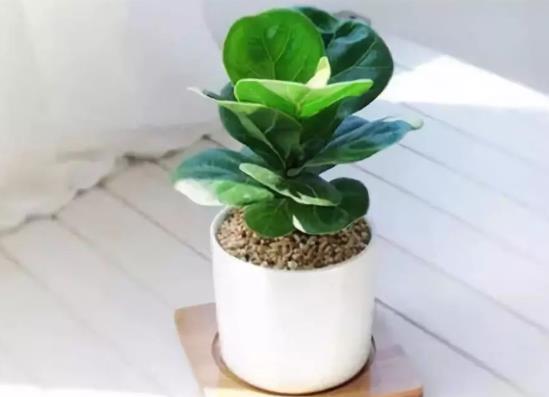 冬季琴葉榕怎樣盆栽?琴葉榕怎么繁殖