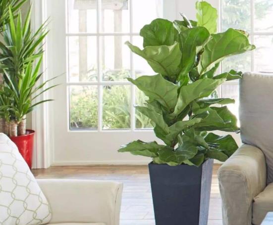 琴葉榕葉面可以噴水嗎?怎么讓琴葉榕長高