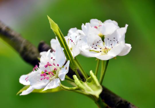 打春回娘家有什么不好嗎?立春前后為什么不能出門