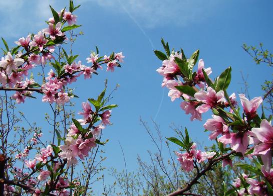 年前打春和年后打春哪個春長?2022年打春后還會有冷空氣嗎