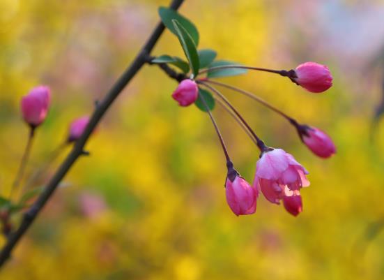 打春回娘家有什么不好嗎?立春前后為什么不能出門