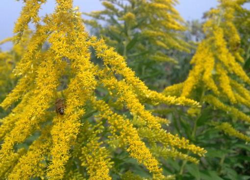 發(fā)現(xiàn)加拿大一枝黃花怎么上報?看到加拿大一枝黃花為什么要舉報