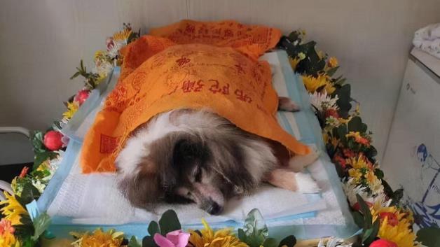 寵物火化注意事項以及寵物死后處理方式