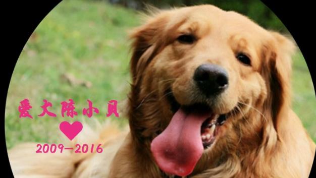 寵物火化注意事項以及寵物死后處理方式