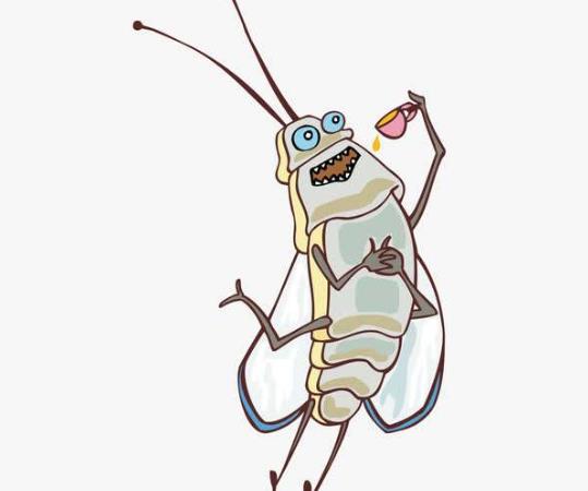 蟑螂卵多久能孵出小蟑螂?如何避免蟑螂晚上爬床