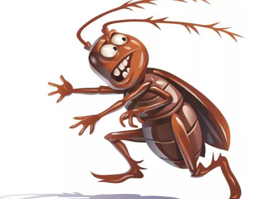 蟑螂卵多久能孵出小蟑螂?如何避免蟑螂晚上爬床