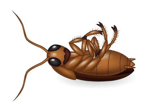 被蟑螂咬了有毒嗎?蟑螂的壽命是幾年