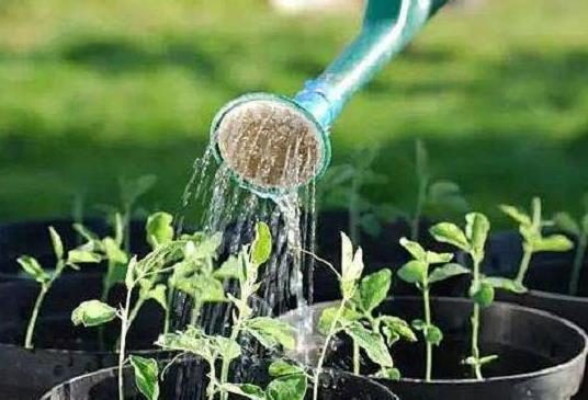 黃豆水澆花怎么才會不臭?燒開放涼的水能澆花嗎