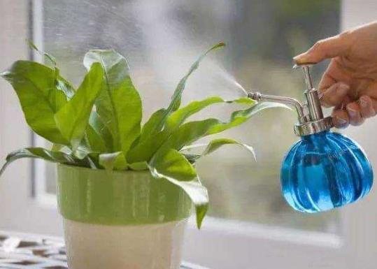 淘米水沒(méi)發(fā)酵澆花了怎么辦?給花澆水的注意事項(xiàng)