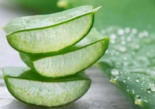 自己養珍珠蘆薈怎樣養長得旺盛?蘆薈不澆水能活多久