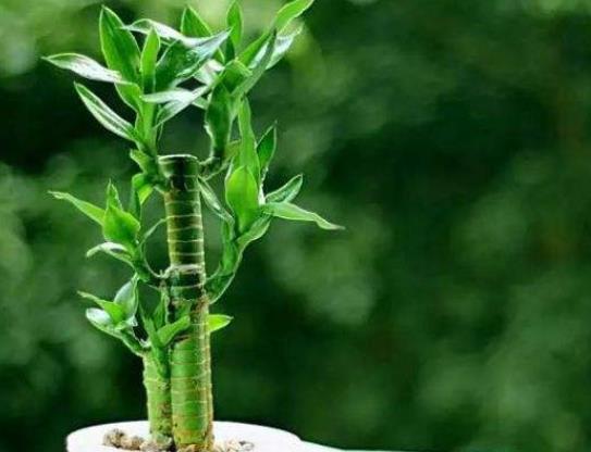 養幾支富貴竹能旺財?富貴竹喜歡喝什么水