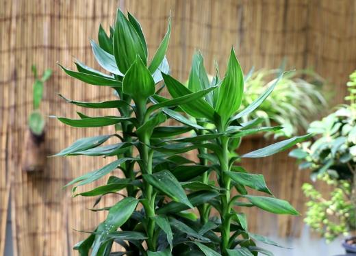 富貴竹怎么弄成彎曲的形狀?富貴竹桿子怎樣才能長出芽來