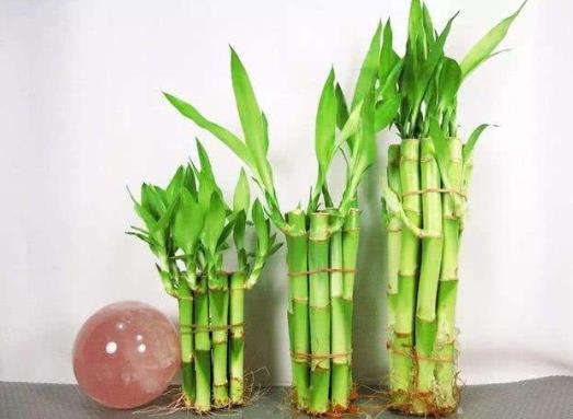 富貴竹怎么弄成彎曲的形狀?富貴竹桿子怎樣才能長出芽來