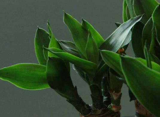 富貴竹擺放的位置怎么選擇?什么可以代替高錳酸鉀給富貴竹消毒