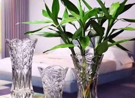 水培富貴竹為什么葉子老是發(fā)黃?水培富貴竹生根后要換水嗎