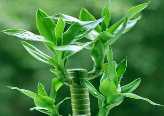 富貴竹擺放的位置怎么選擇?什么可以代替高錳酸鉀給富貴竹消毒