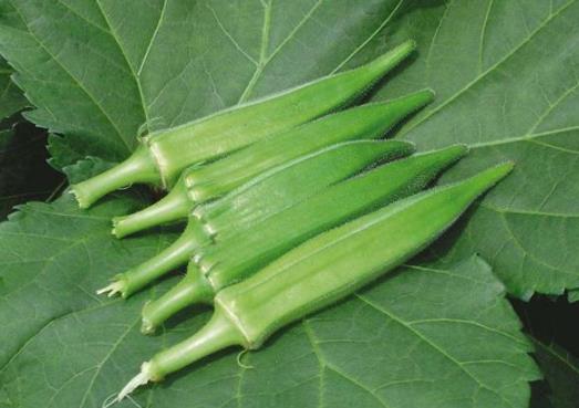 黃秋葵啥時候種產量高?黃秋葵為何坐不住果