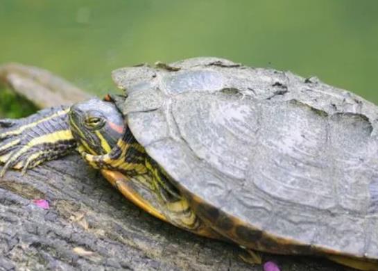 烏龜為什么會(huì)換甲?怎么區(qū)別烏龜是腐甲還是換甲