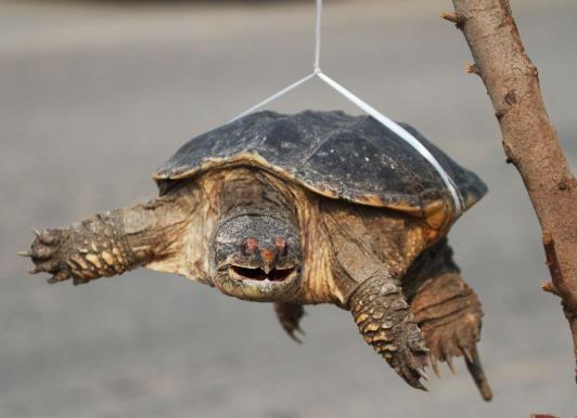 5元買的小烏龜能長多大?5元買的小烏龜放多少水