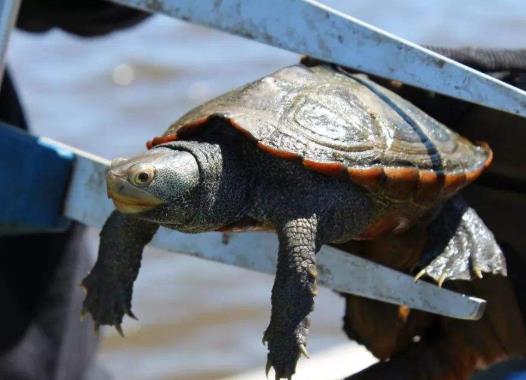 烏龜怎么養(yǎng)才不會死掉?什么烏龜最好養(yǎng)活