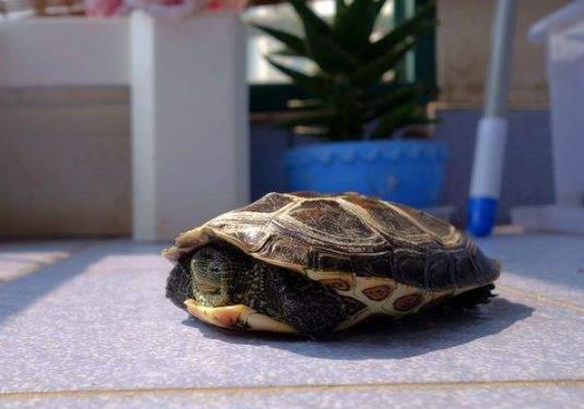 烏龜蛻皮是正常現象嗎?烏龜腐甲嚴重是什么樣子