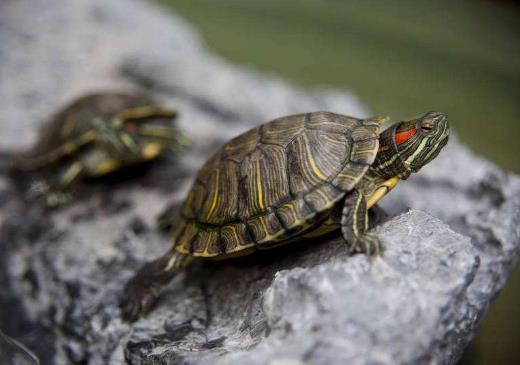 5元的小烏龜能活多久?5元的小烏龜不吃東西怎么辦