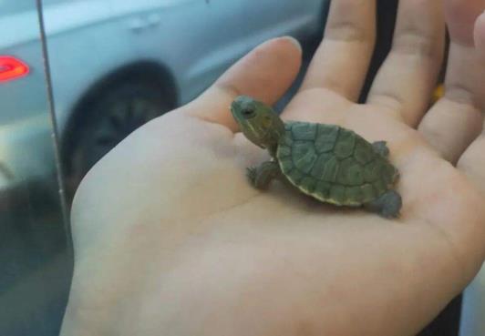 烏龜為什么會(huì)換甲?怎么區(qū)別烏龜是腐甲還是換甲