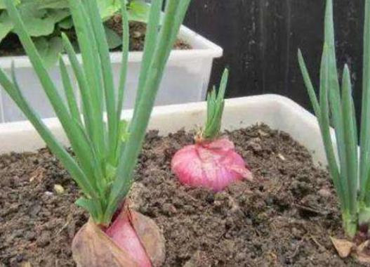 自己種洋蔥怎么預(yù)防洋蔥苗倒伏?洋蔥大棚種植哪些是要注意的