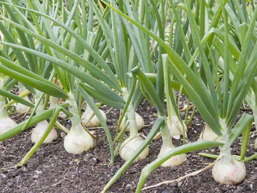 怎么預防洋蔥干枯?洋蔥發芽可以用來做盆栽嗎
