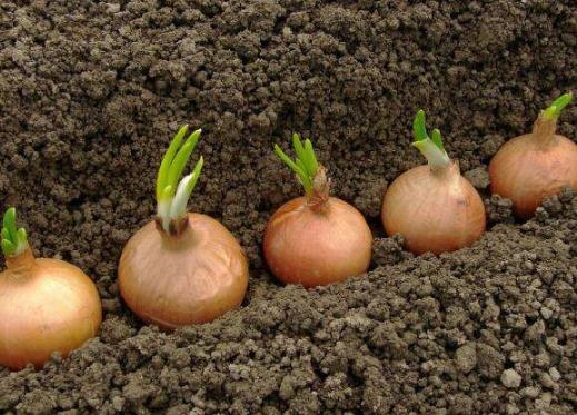 怎么預防洋蔥干枯?洋蔥發芽可以用來做盆栽嗎