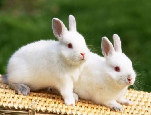 兔子耳朵為什么垂下來了?兔子為什么會裝死