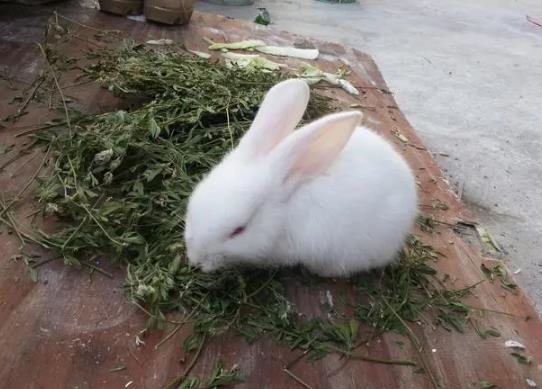 兔子咬人疼不疼?兔子快凍死了是什么樣的