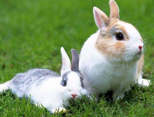 兔子咬人疼不疼?兔子快凍死了是什么樣的