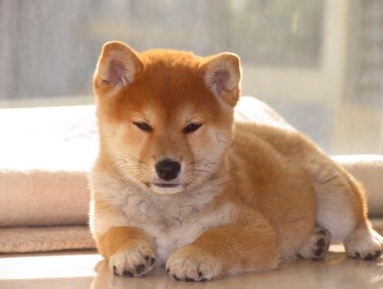 三個月柴犬感冒怎么辦?三個月大的柴犬便秘正常嗎