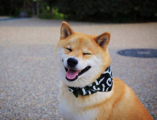 柴犬拉稀是受涼了嗎?柴犬便秘的常見原因