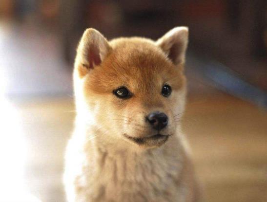 柴犬為什么老是打噴嚏流鼻涕?狗狗拉不出便便怎么辦