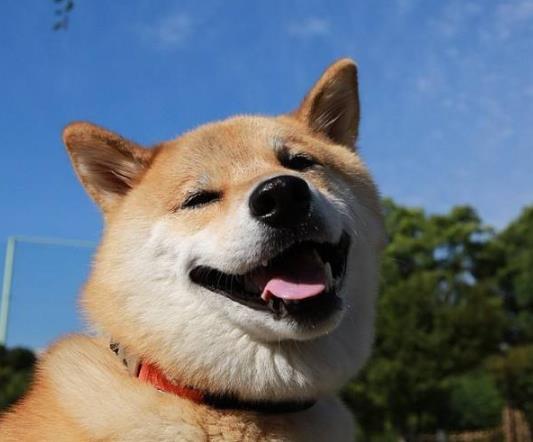 三個月柴犬感冒怎么辦?三個月大的柴犬便秘正常嗎