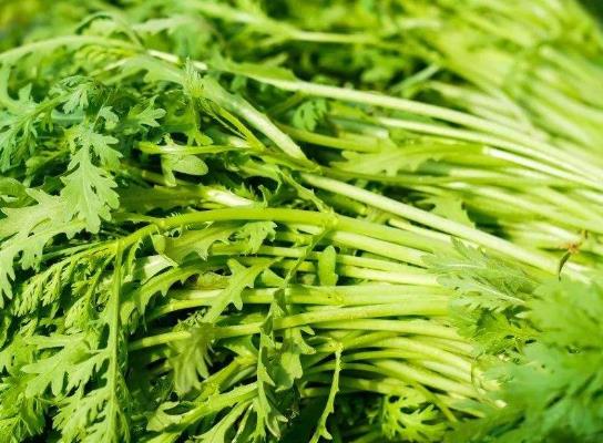 茼蒿菜的種子要幾天才能發芽?如何種植茼蒿