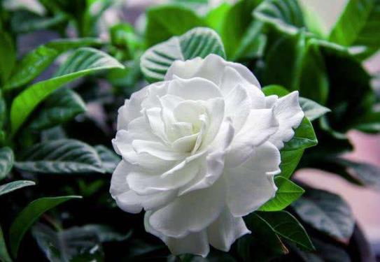 梔子花適合放在哪里養護?自己水培梔子花哪些是要注意的