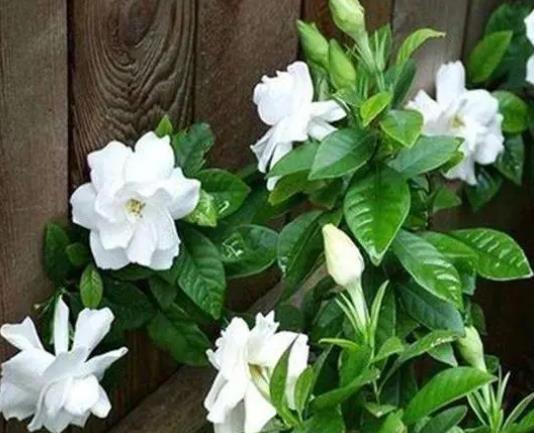 梔子花適合放在哪里養護?自己水培梔子花哪些是要注意的
