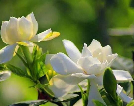 梔子花適合放在哪里養護?自己水培梔子花哪些是要注意的