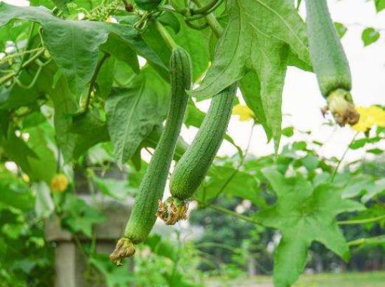 給絲瓜疏雄去須的好處是什么?自己種絲瓜怎么預防爛花