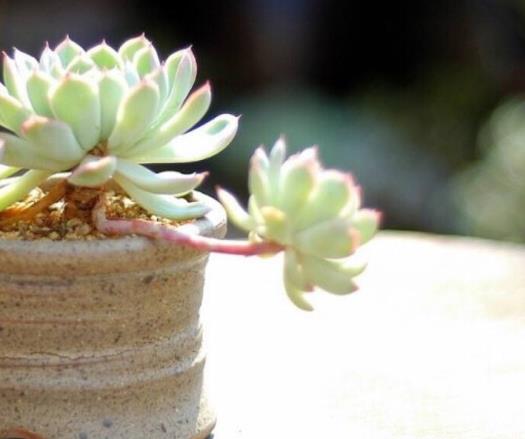 多肉只長根不發芽是因為光照不足引起的嗎?多肉植物怎樣修造型