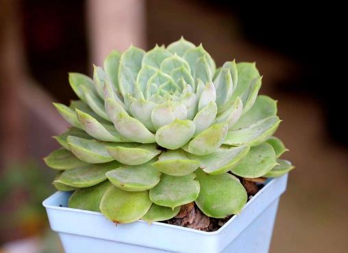 多肉服盆期間長氣根怎么辦?多肉曬太陽葉子軟皺怎么緩解